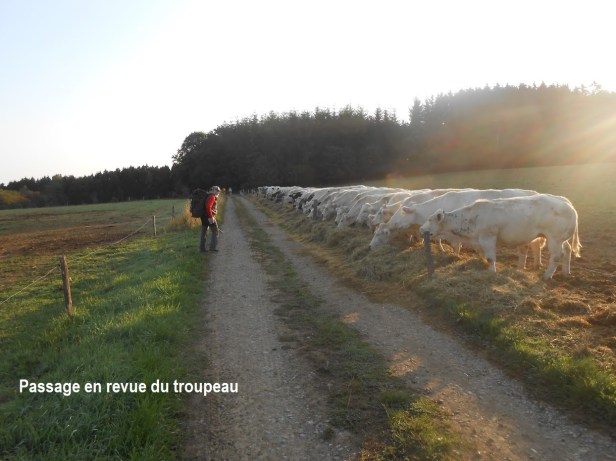 Grimbiémont 450 (34)